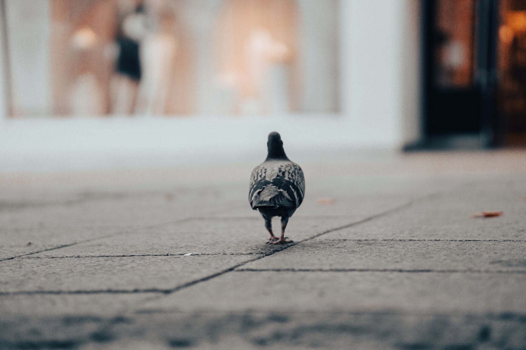 city bird